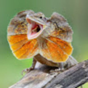 Meet your Posher, Myles